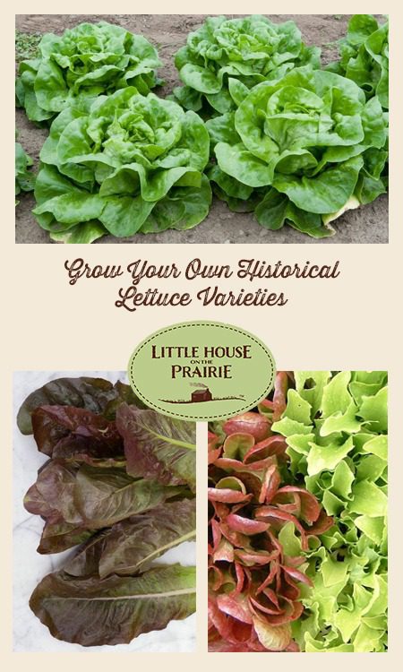 lettuce varieties