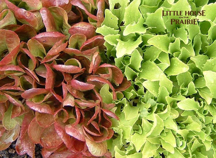 Historical Lettuce Varieties