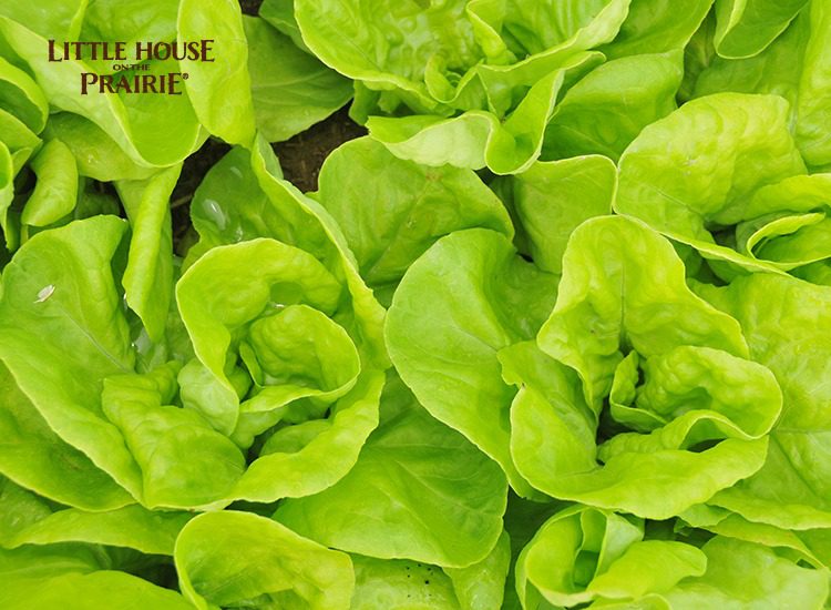 Historical Lettuce Varieties