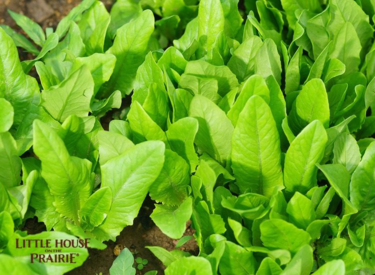 Historical Lettuce Varieties