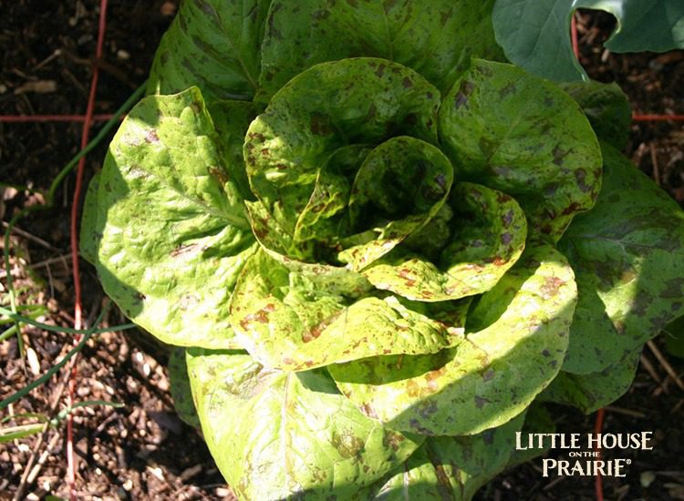 Historical Lettuce Varieties