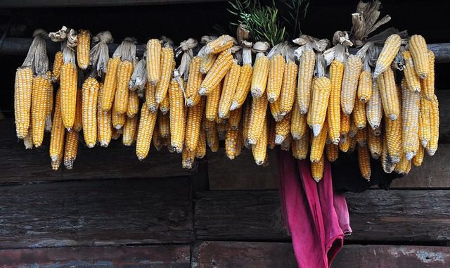 Growing Heirloom Corn Varieties