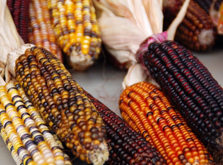 Grow your own edible rainbow corn