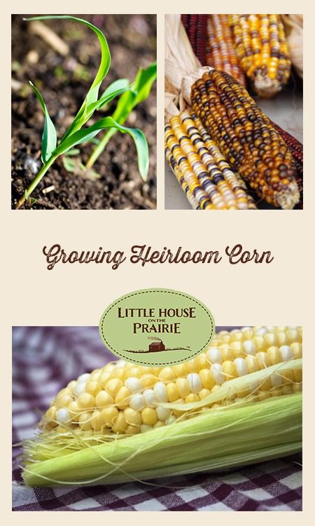 Growing Heirloom Corn in the Vegetable Garden