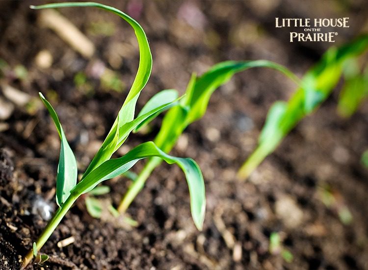 Planting Heirloom Corn Varieties in your garden