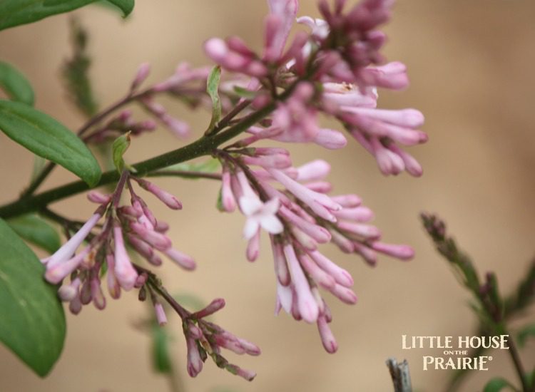 Edible plants can also be very beautiful.