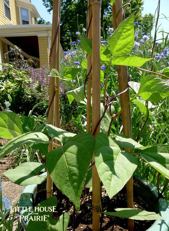 Vertical Accents add great interest, as these heirloom beans demonstrate.