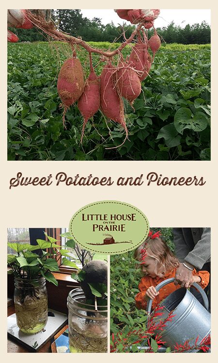 Sweet Potatoes and Pioneers