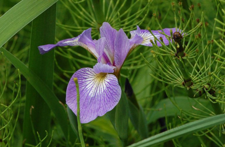 Iris or Flag Flowers grow wild in many parts of the United States