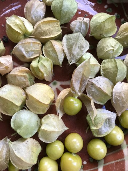 Ground Cherries like the ones Laura Ingalls Wilder grew