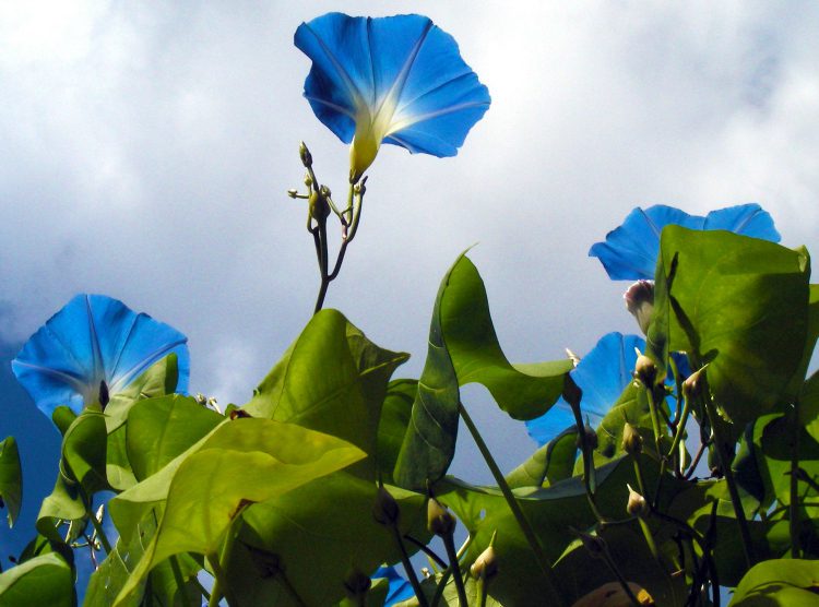 Plants that Laura Knew and Grew - Gardening Like the Ingalls Family!