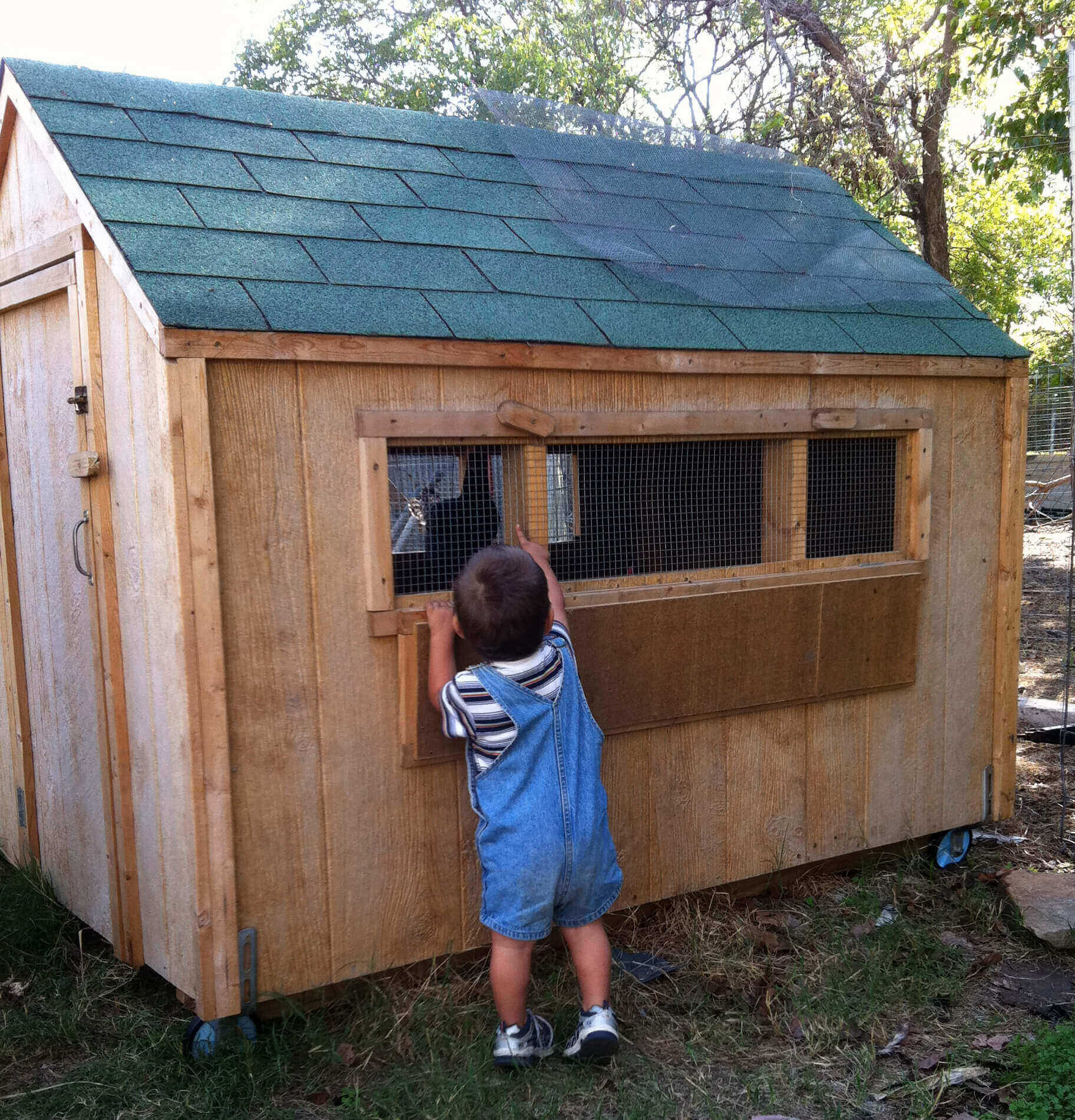 Housing Chickens in Your Yard