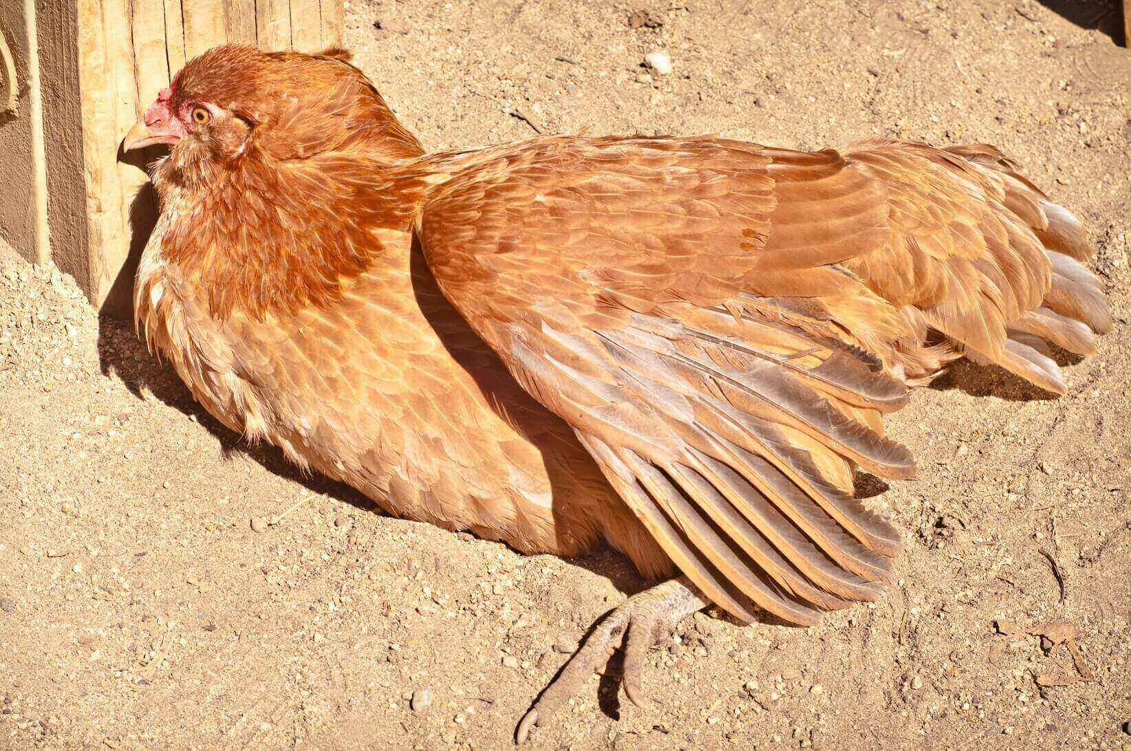 Keeping Backyard Chickens for Fresh Eggs Dust Bathing