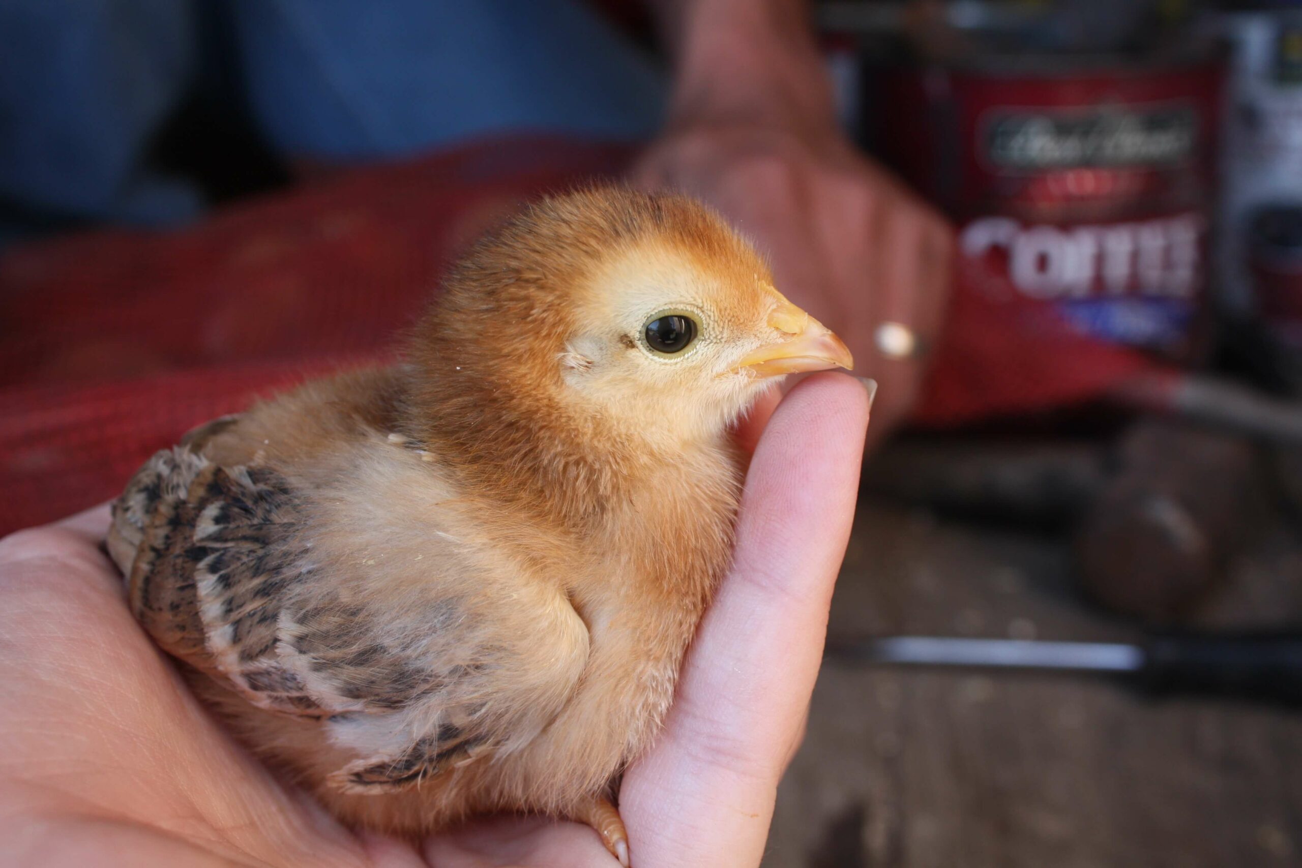 Keeping Backyard Chickens for Fresh Eggs Raising Chicks