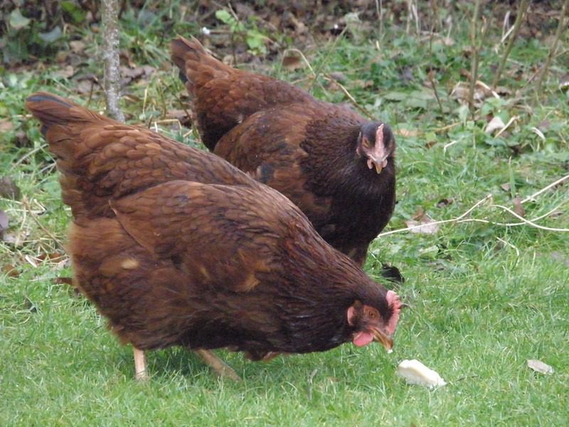 Keeping Backyard Chickens for Fresh Eggs Rhode Island Red