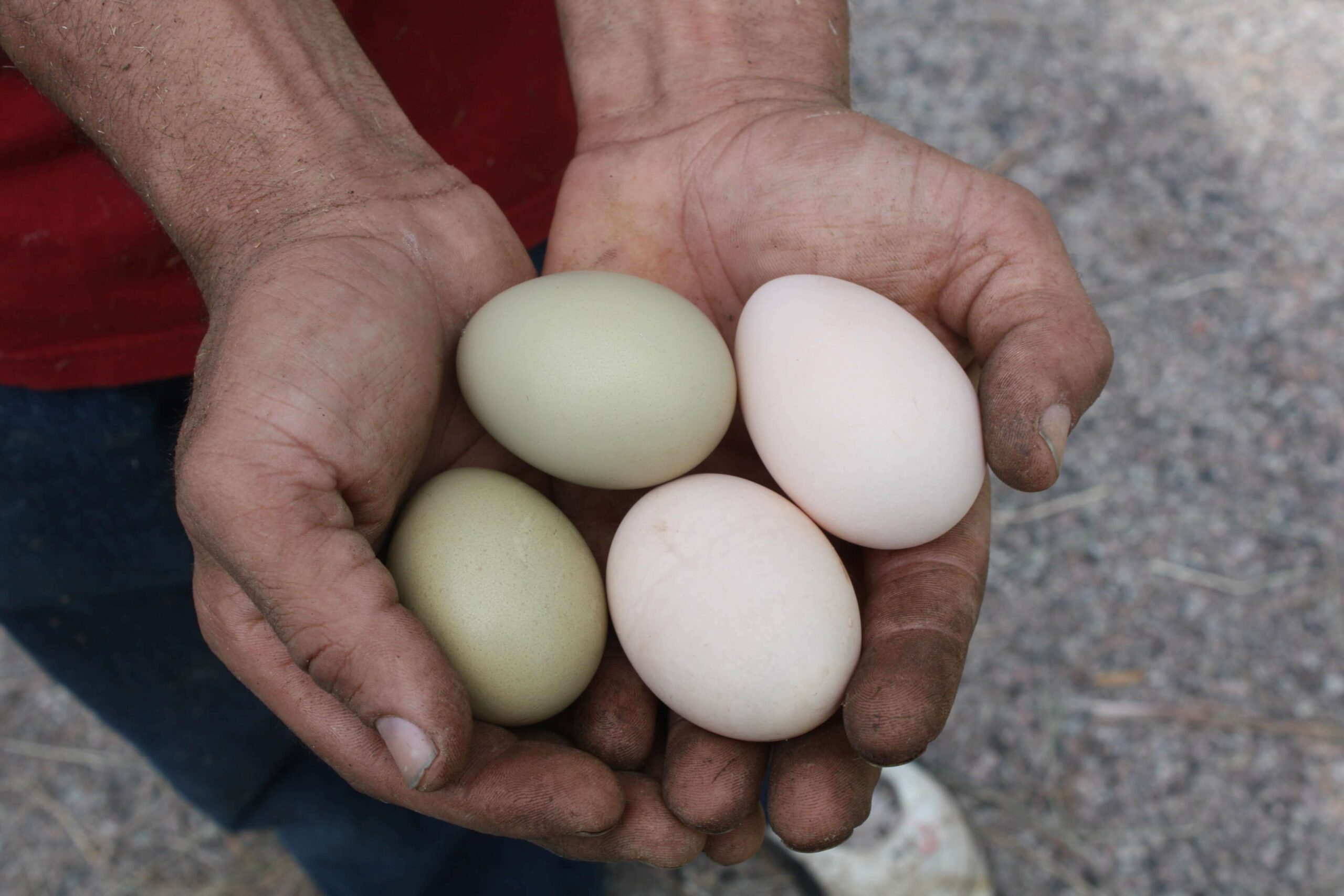 https://littlehouseontheprairie.com/wp-content/uploads/2021/05/Keeping-Backyard-Chickens-for-Fresh-Eggs-in-Multicolors-scaled.jpg