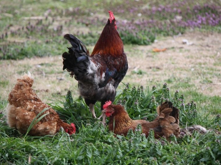 Keeping Backyard Chickens for Fresh Eggs