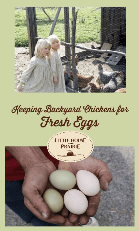 Keeping Backyard Chickens for Fresh Eggs